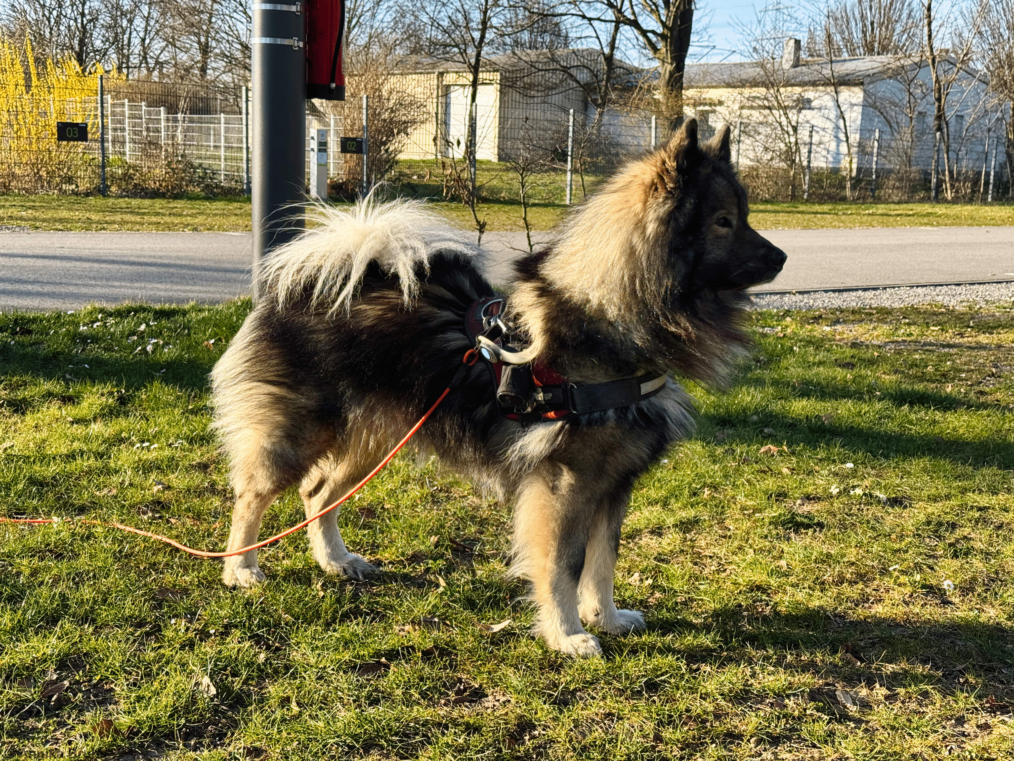 Q beobachtet die Hunde in der Nähe
